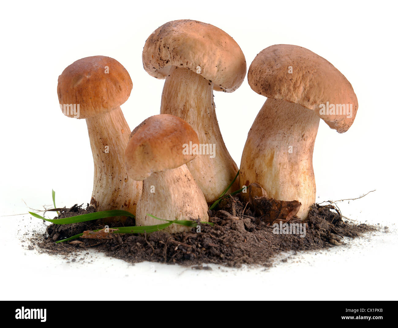 ceps mushrooms in the ground on a white background Stock Photo