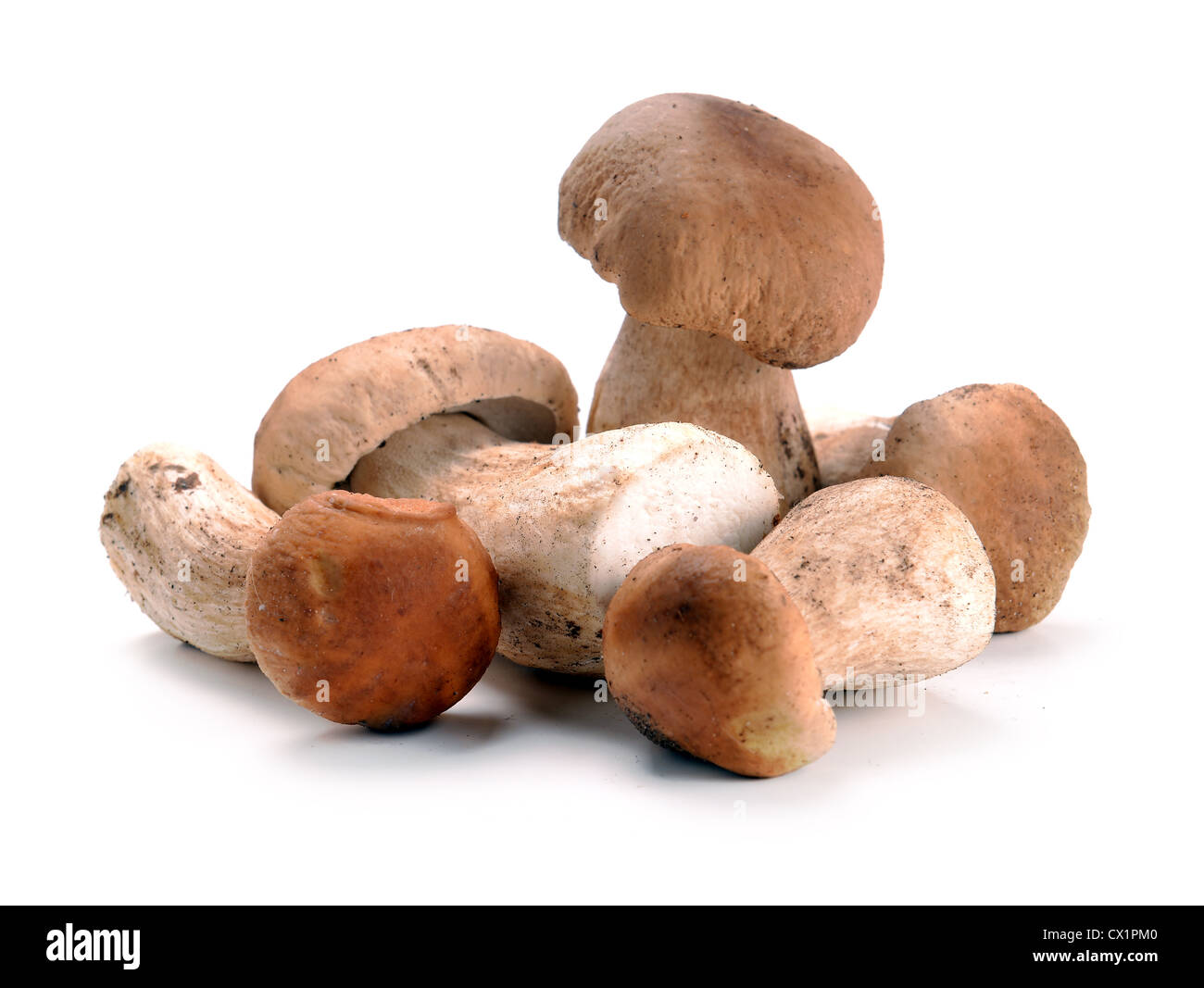 ceps mushrooms on a white background Stock Photo
