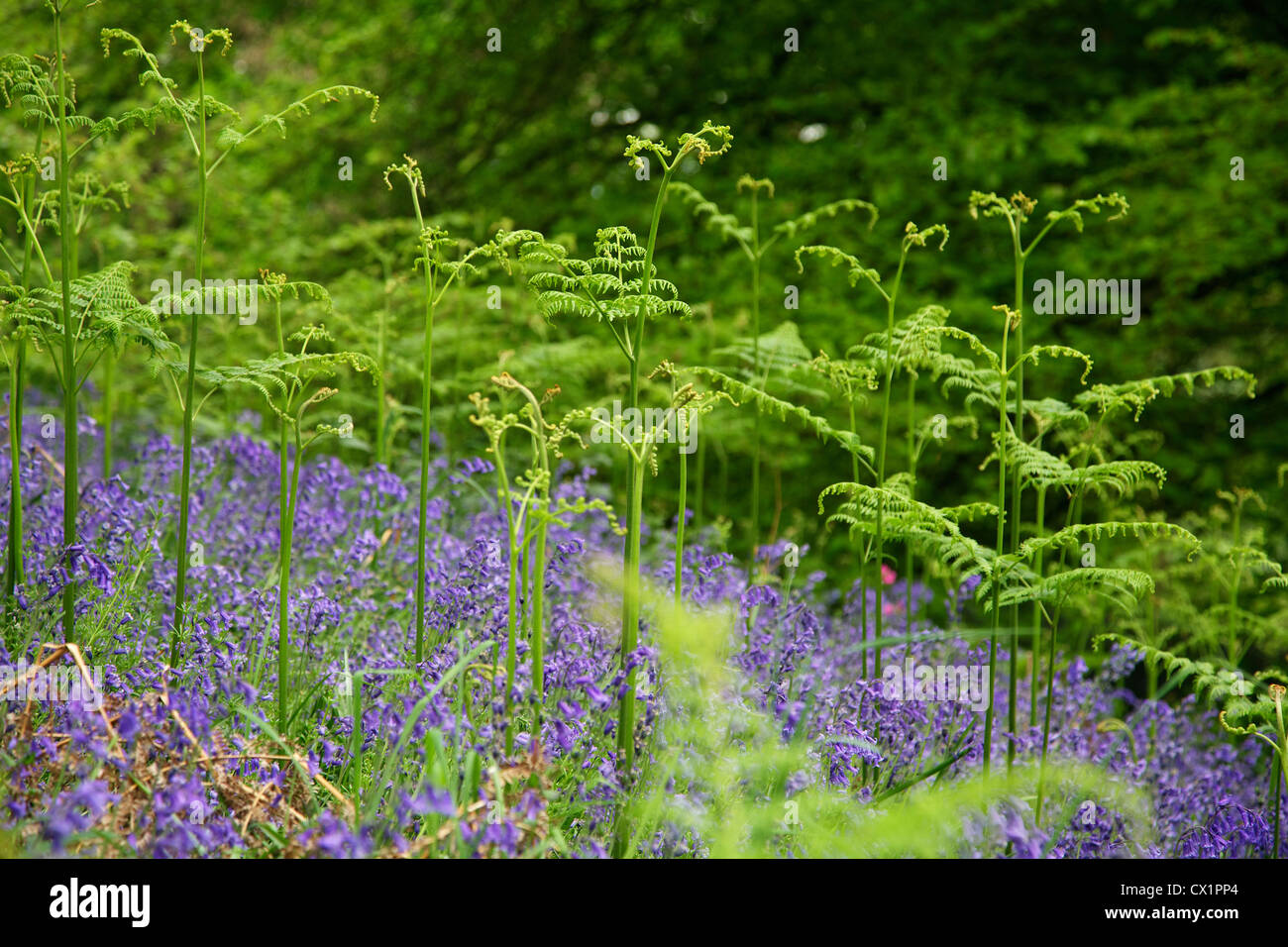 Young Ferns (Phylum Pteridophyta), Blue Bells, (Hyacinthoides non-scripta), Clytha Hill, Monmouthshire, Wales, UK Stock Photo