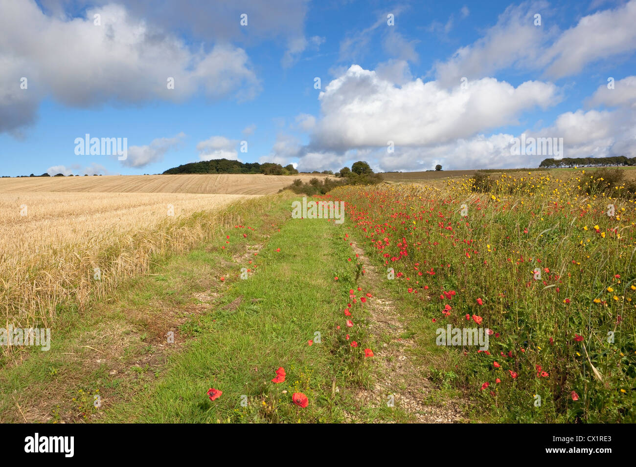 A summer landscape with a grassy track between a wheat field and a conservation strip of poppies and other wildflowers Stock Photo