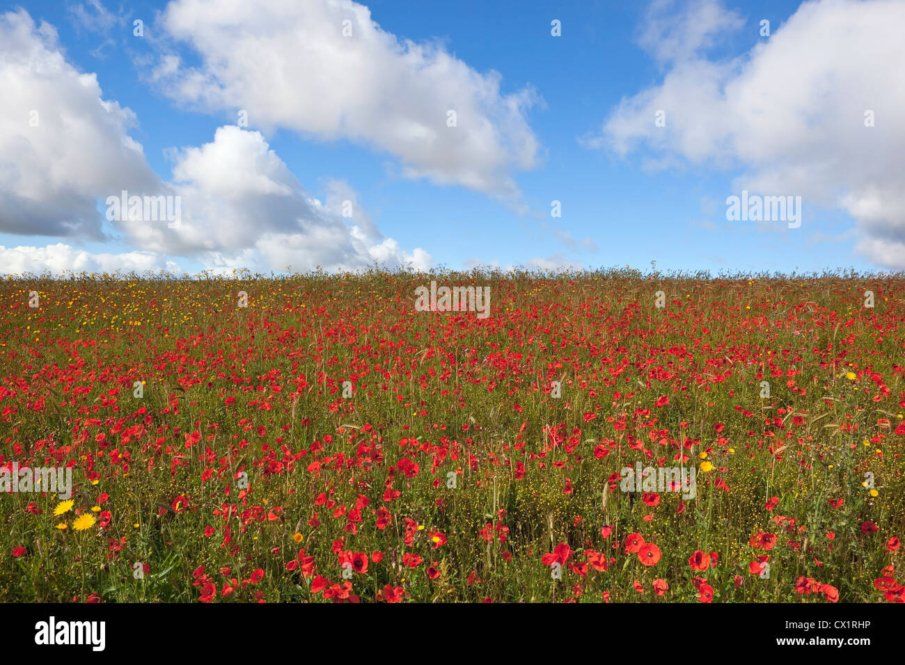 background image of wildflowers on a hillside with bright red poppies and Hawksbeard under a blue cloudy sky in summer Stock Photo