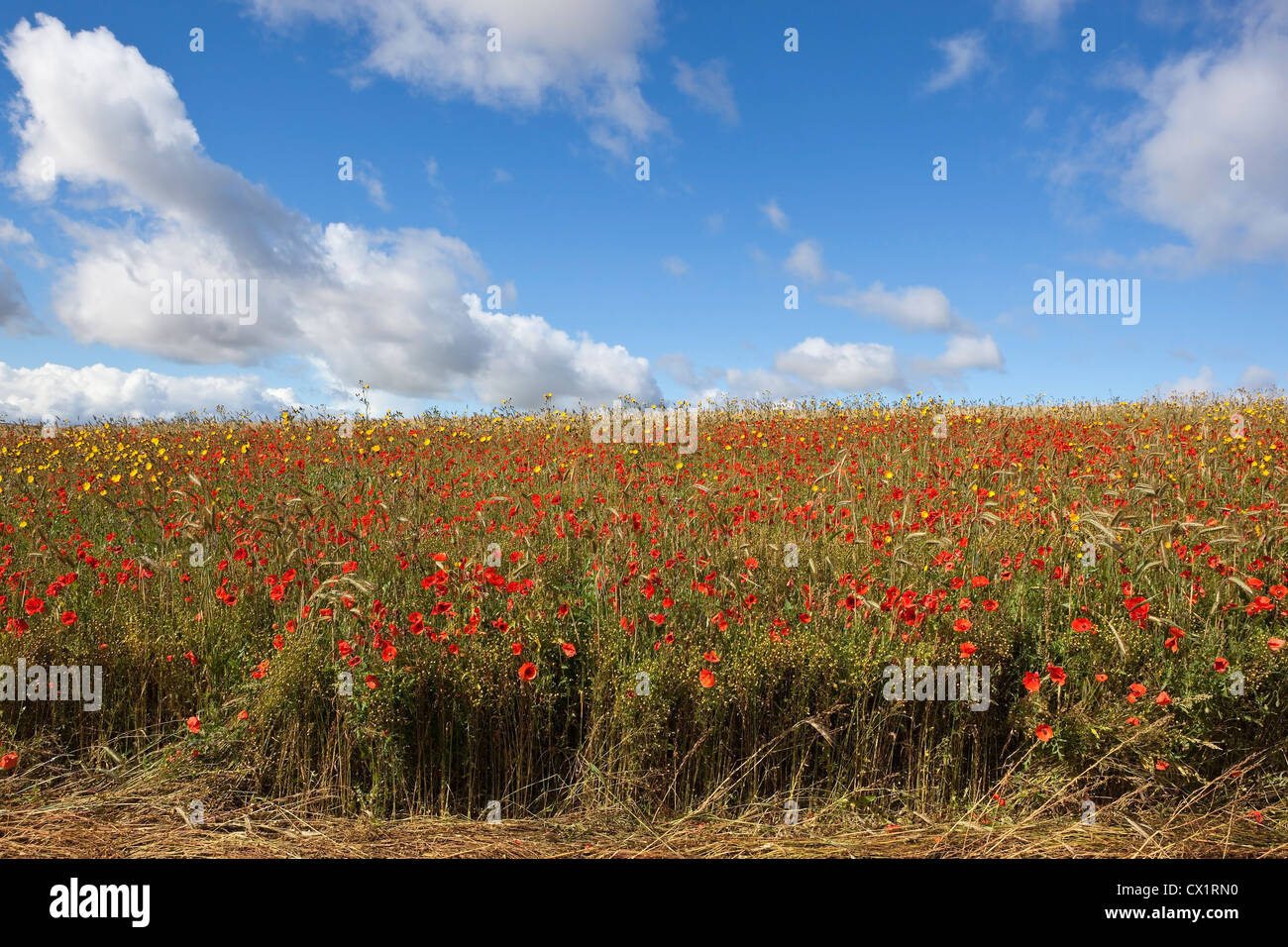 a late summer wildflower meadow with poppies flax and Hawksbeard on a Yorkshire wolds hillside under a blue cloudy sky Stock Photo