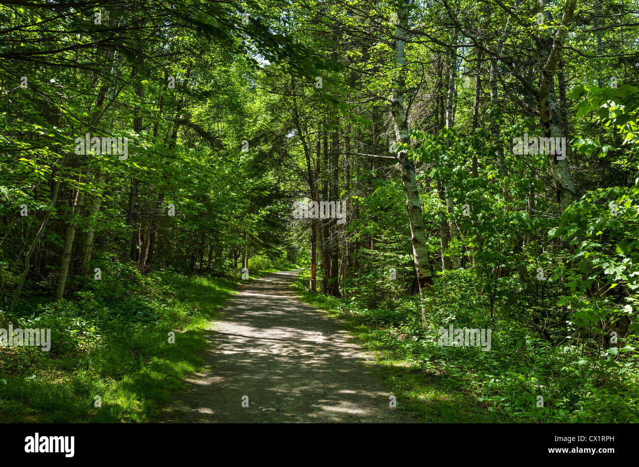 Walking trail in Owl's Head Light State Park on St George Peninsula, Knox County, Maine, USA Stock Photo