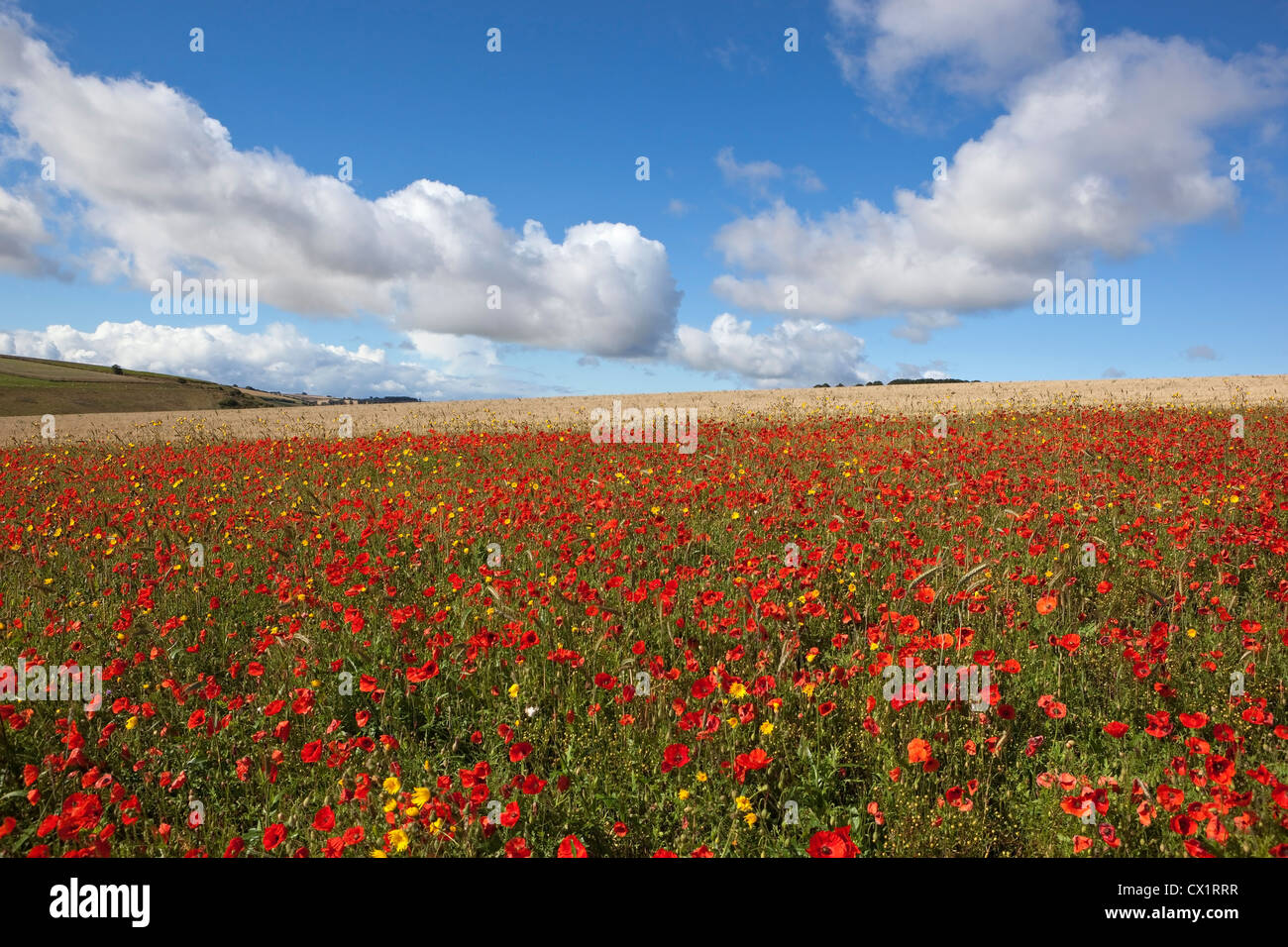 Bright red Poppies flowering profusely under a bright blue sky with dramatic wind driven clouds Stock Photo