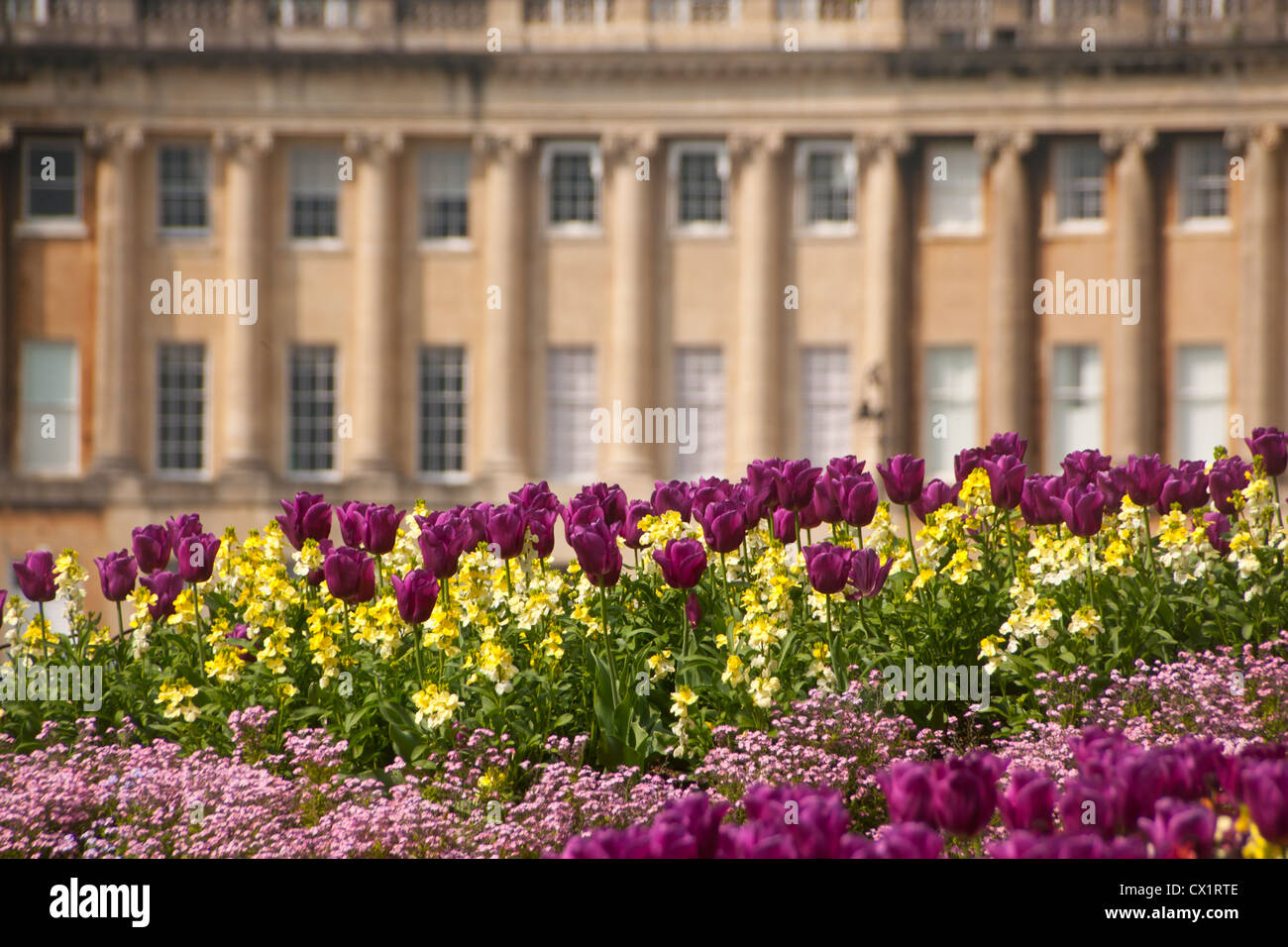 Royal Crescent with tulips in foreground Bath Somerset England UK Stock Photo
