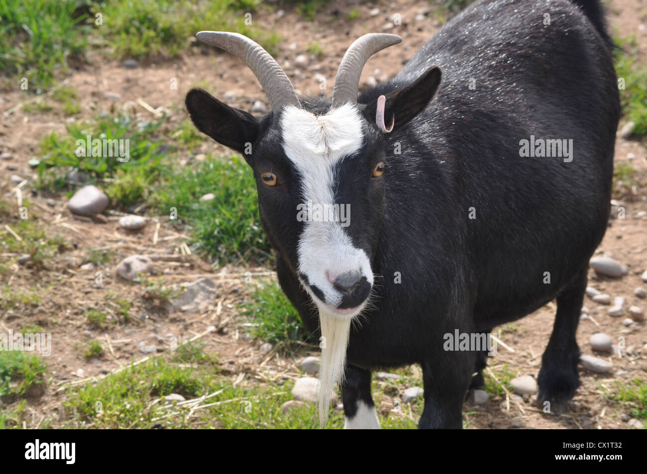 Old goat hi res stock photography and images Alamy