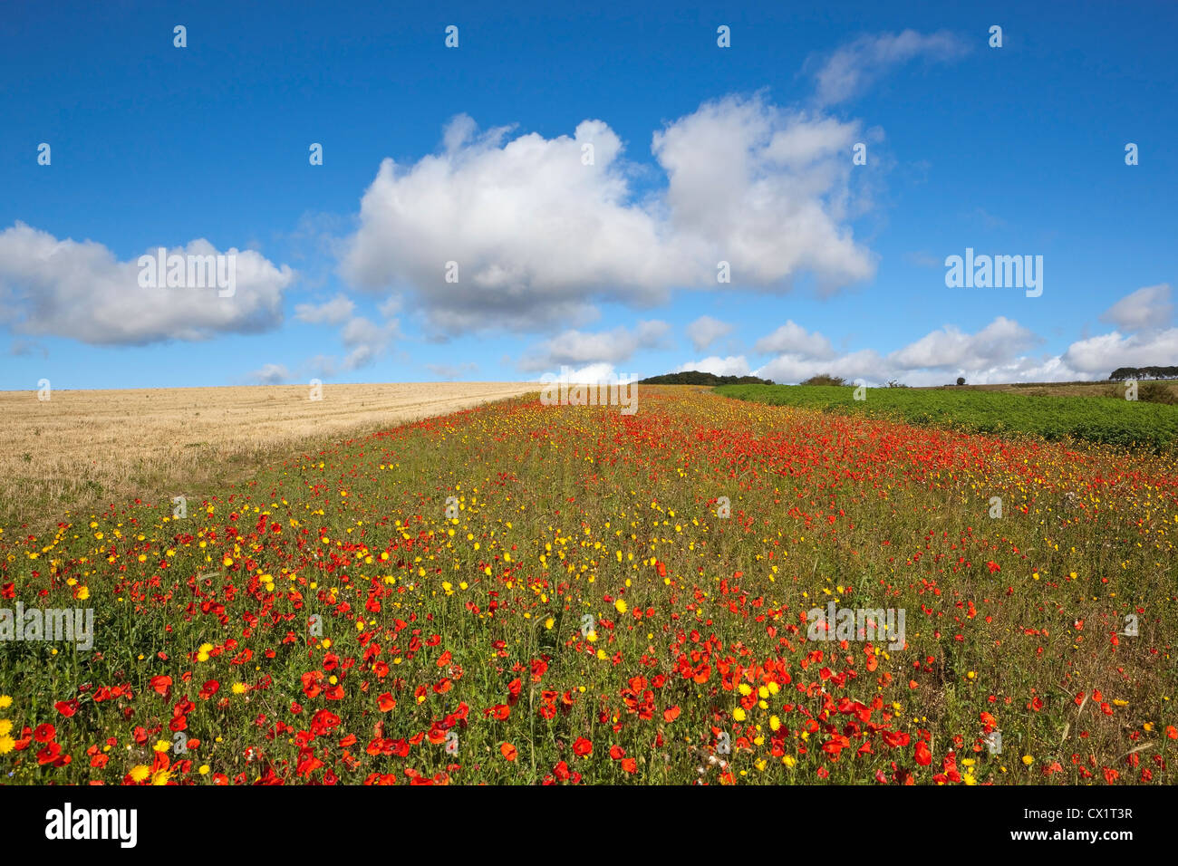 A wildflower landscape in late summer on the Yorkshire wolds england under a blue cloudy sky with poppies hawksbeard and flax Stock Photo