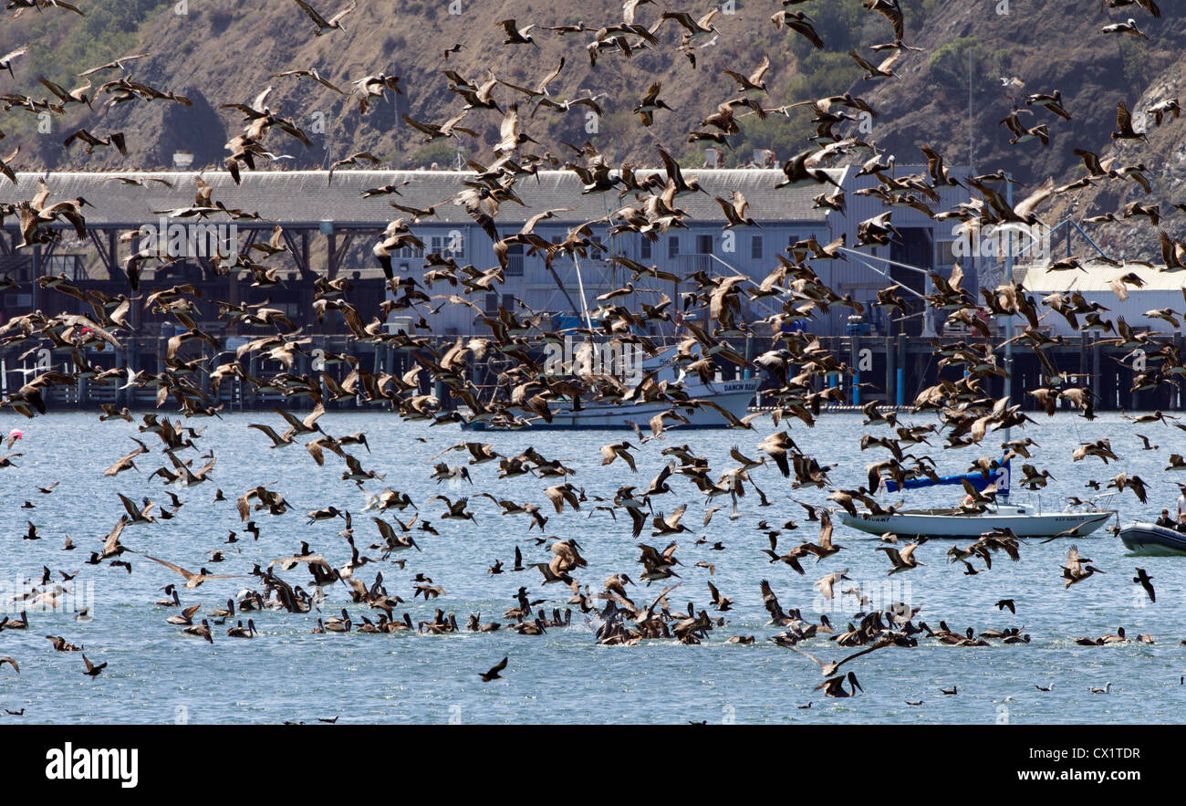 Pelican Feeding Frenzy Stock Photo