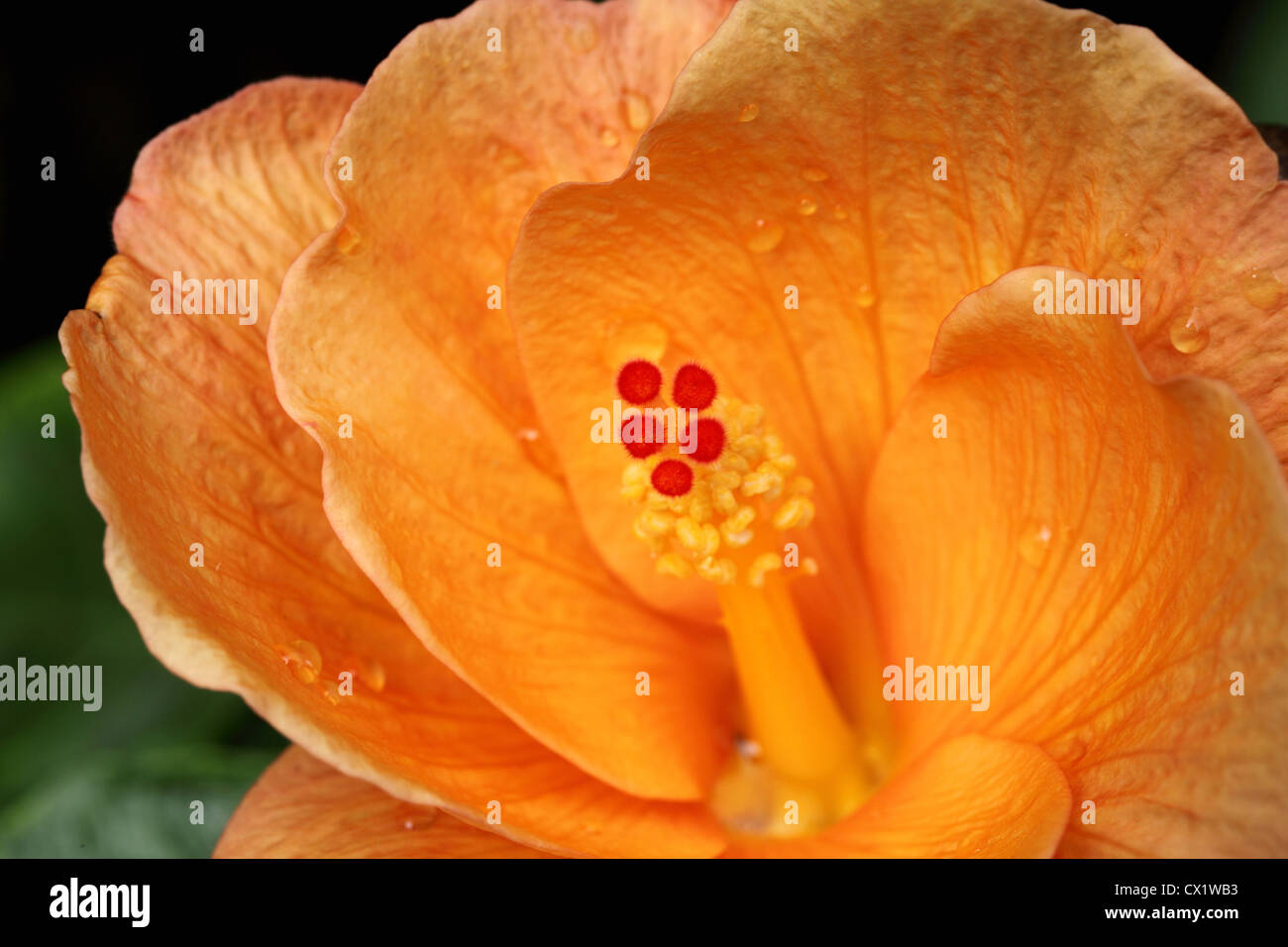 Closeup of Orange Hibiscus flower pistil and stigma Stock Photo