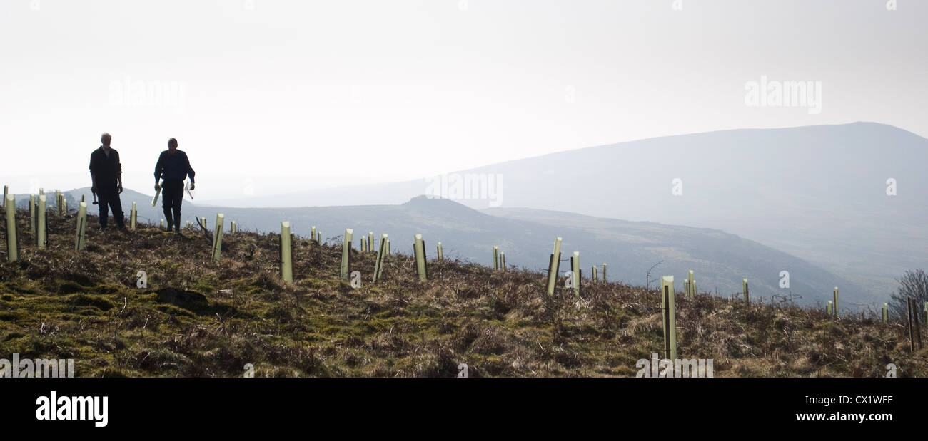 conservation volunteers planting trees in northern england Stock Photo