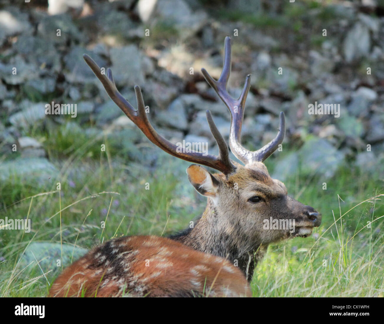 Quiet deer lying in the grass Stock Photo Alamy