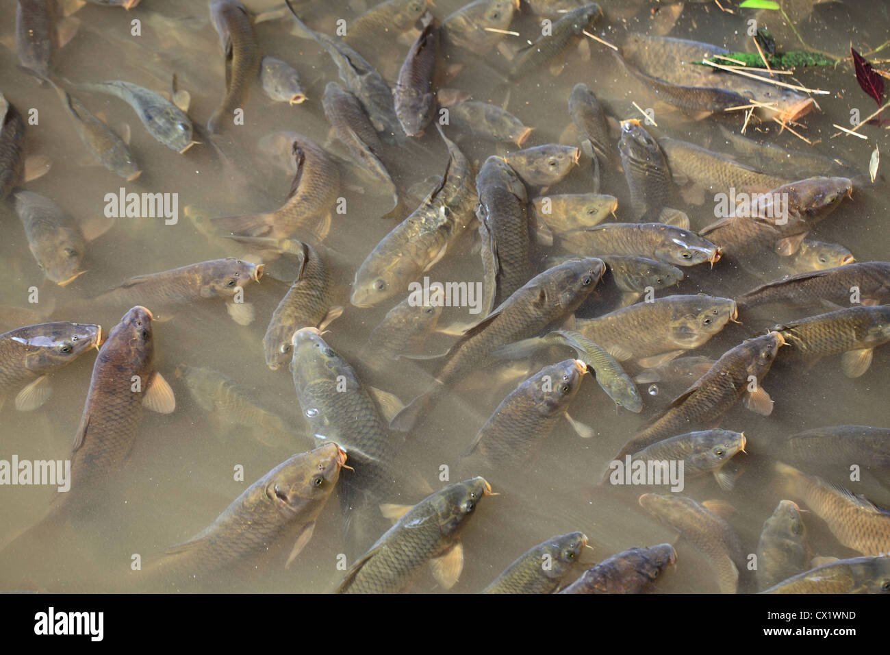 Farmed catfish in a river Stock Photo Alamy