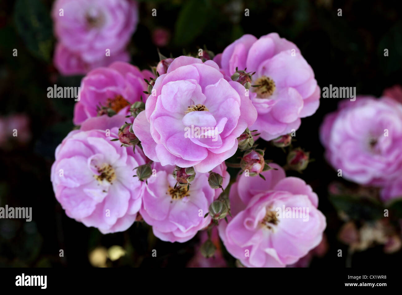 Bunch of pink rose flowers in a garden Stock Photo - Alamy