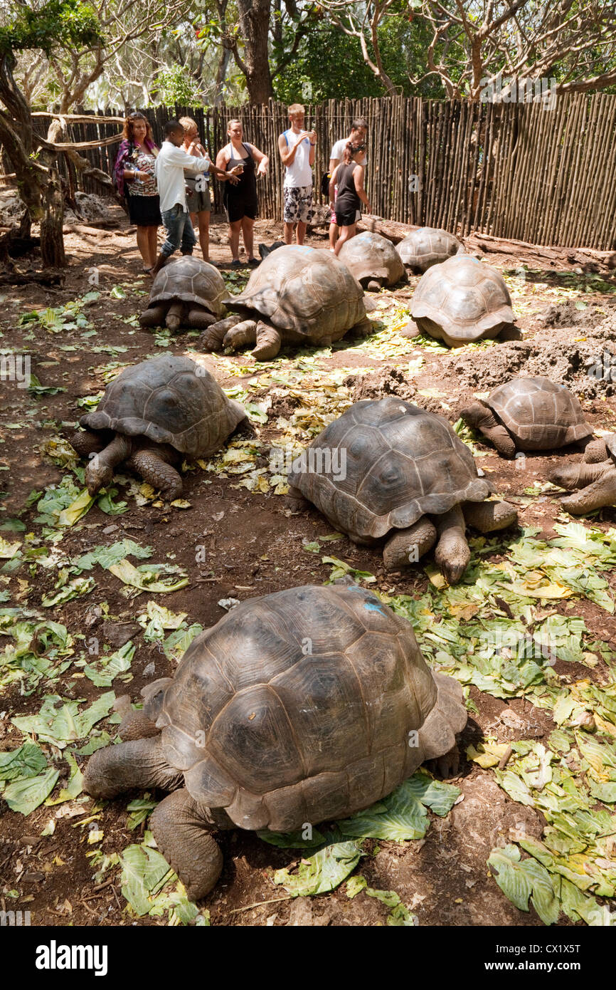 Tourists With The Colony Of Aldabra Giant Tortoises Aldabrachelys tourists-with-the-colony-of-aldabra-giant-tortoises-aldabrachelys