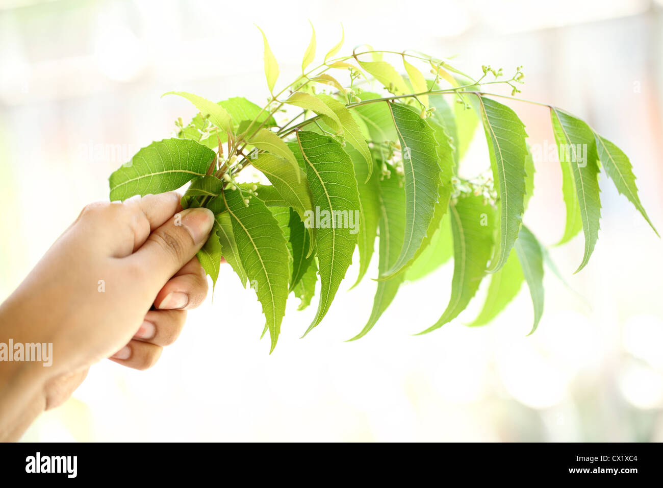 Hand holding neem leaves-Azadirachta indica Stock Photo