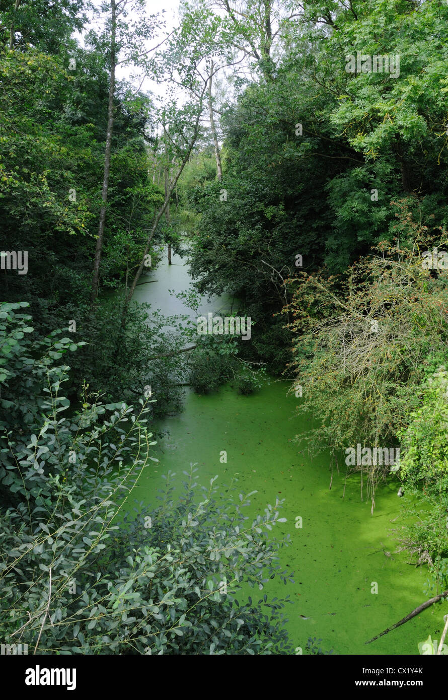A part of the longabandoned Herefordshire & Gloucestershire Canal (now
