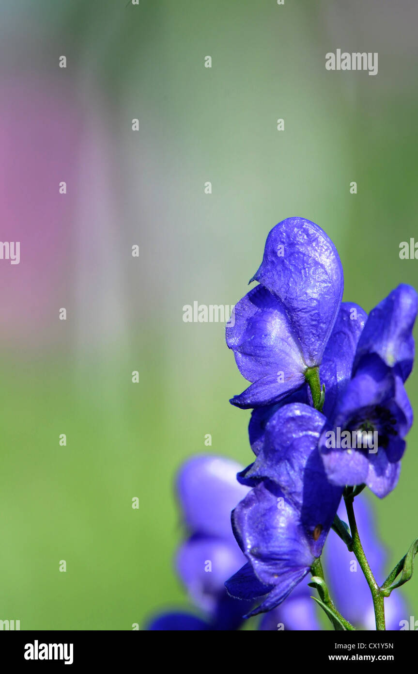 Purple Monkshood flower in summer Stock Photo