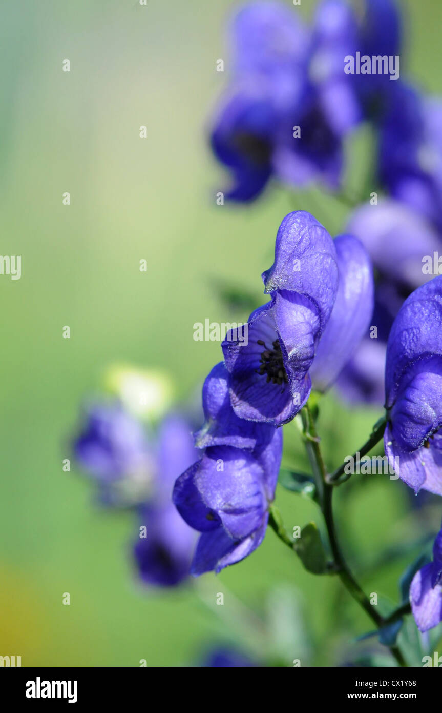Purple Monkshood flower in summer Stock Photo