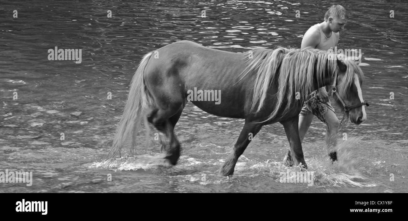 young man leads horse out of river at a gypsy horse fair in appleby, westmorland, north west england Stock Photo