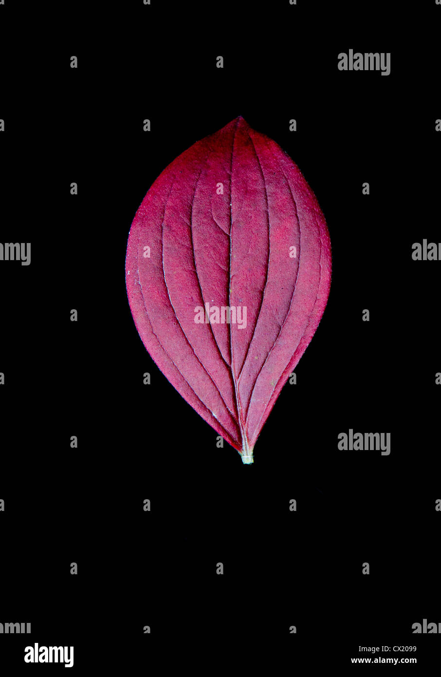 A Dwarf Dogwood or Bunchberry (Cornus canadensis) leaf turns red in autumn against a black background. Alaska, USA. Stock Photo