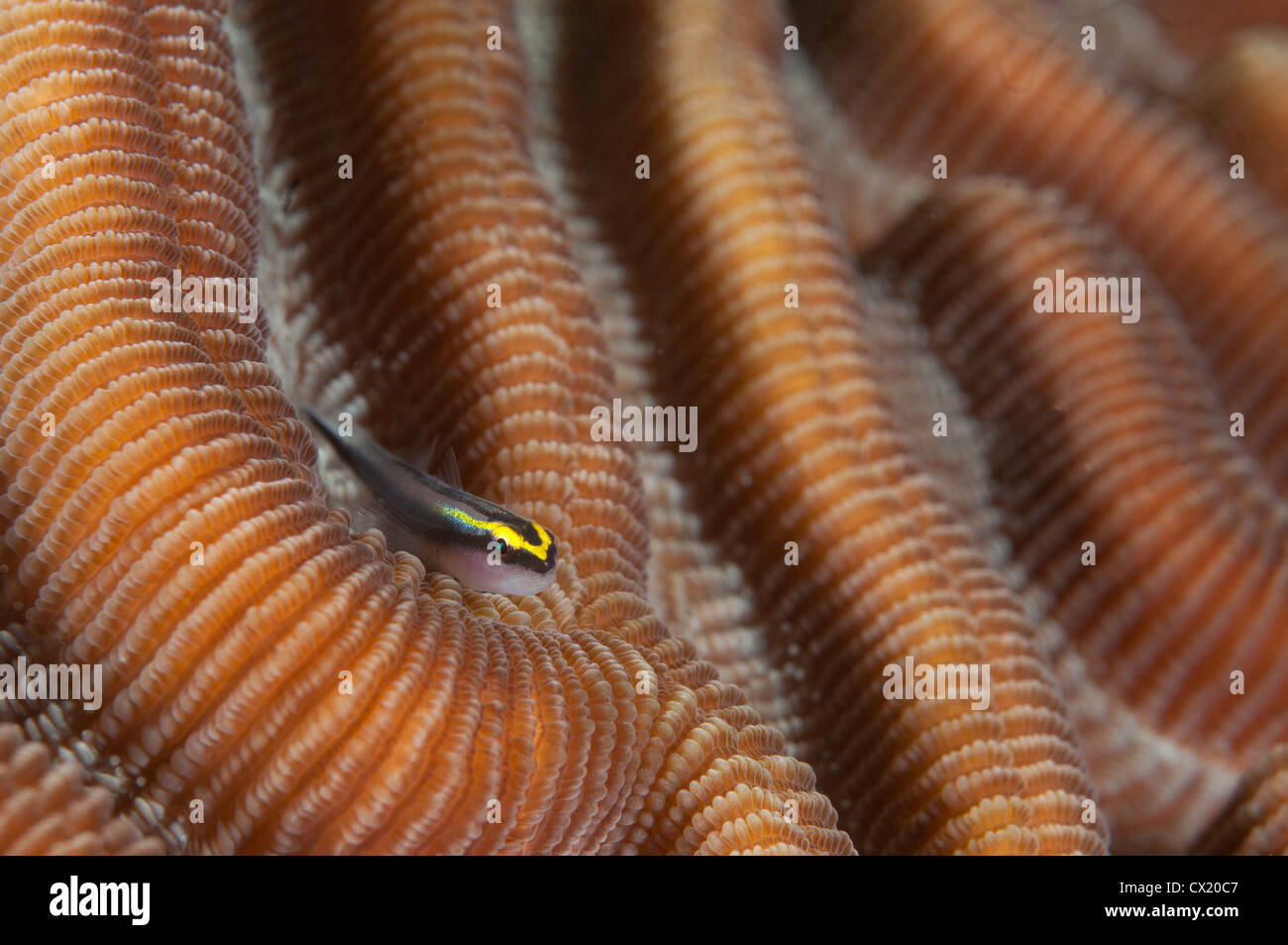 Neon Goby (Gobiosoma oceanopa) on brain coral underwater on the Windsock divesite in Bonaire, the Netherlands Antilles Stock Photo
