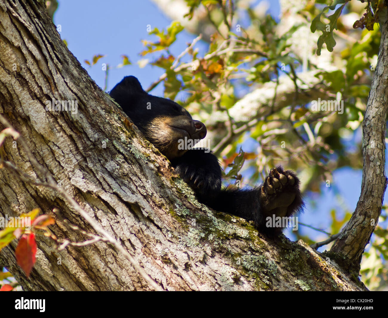 Black Bear Cub - Smoky Mountain National Park Stock Photo