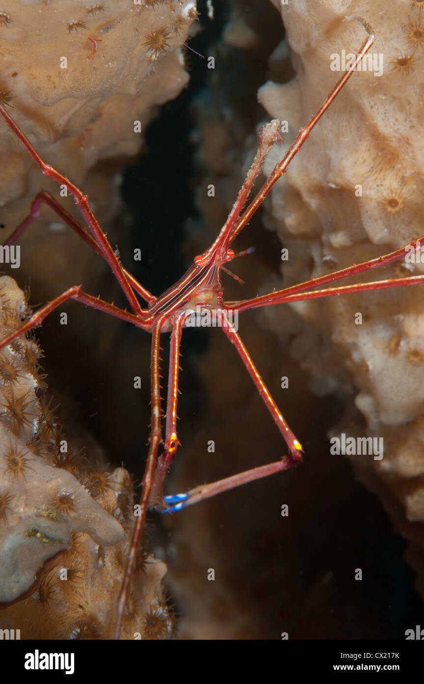 Yellowline arrowcrab (Stenorhyncus seticornis) underwater on the Front Porch dive site in Bonaire, the Netherlands Antilles Stock Photo