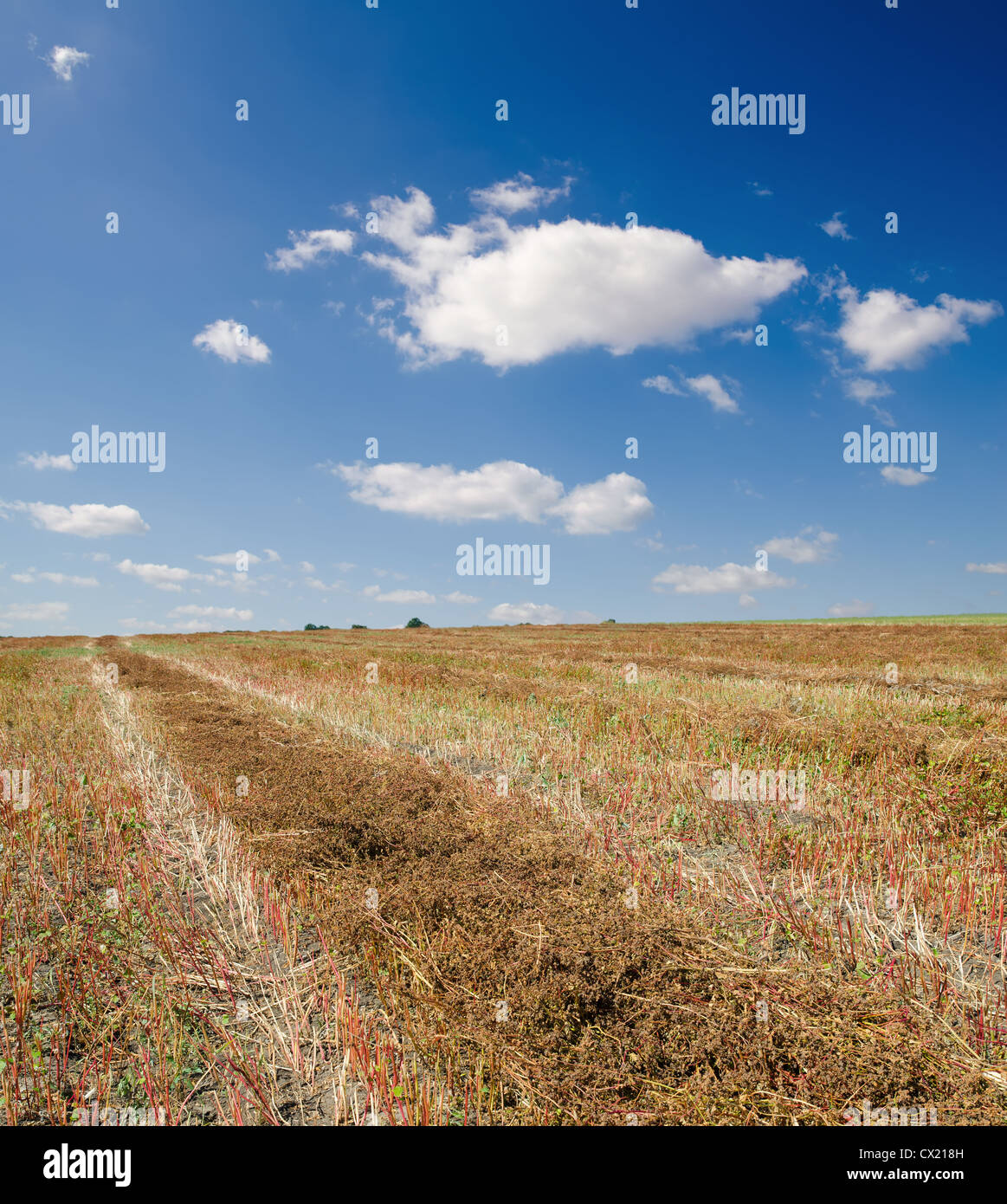 Buckwheat harvest hires stock photography and images Alamy
