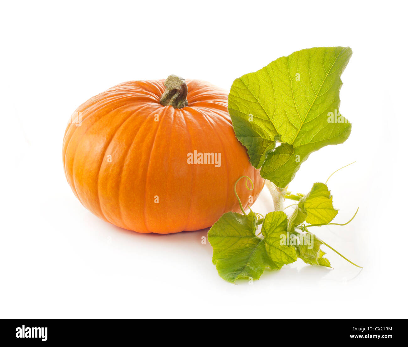 Pumpkin With Leaves High Resolution Stock Photography And Images Alamy