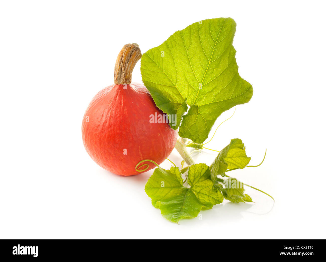 Pumpkin with leaves on white background Stock Photo - Alamy
