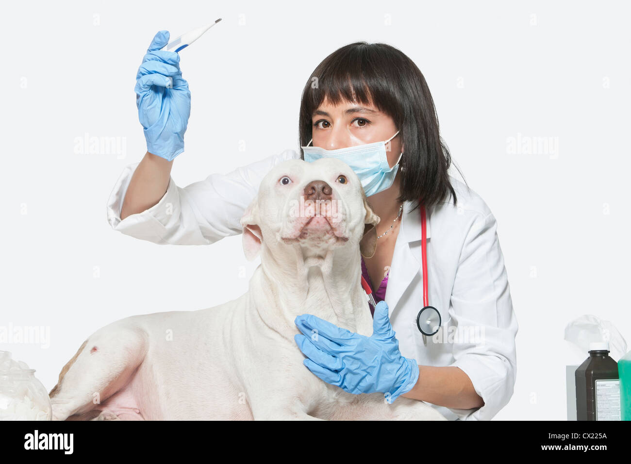 Portrait of female vet checking temperature of dog over gray background