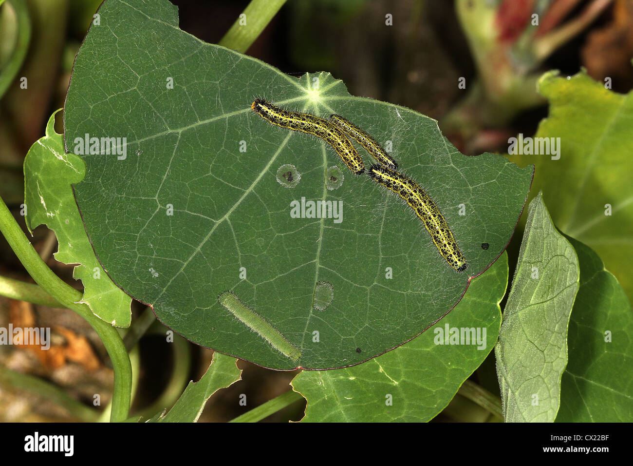 Caterpillars of Large White butterfly on partly eaten leaf Stock Photo ...