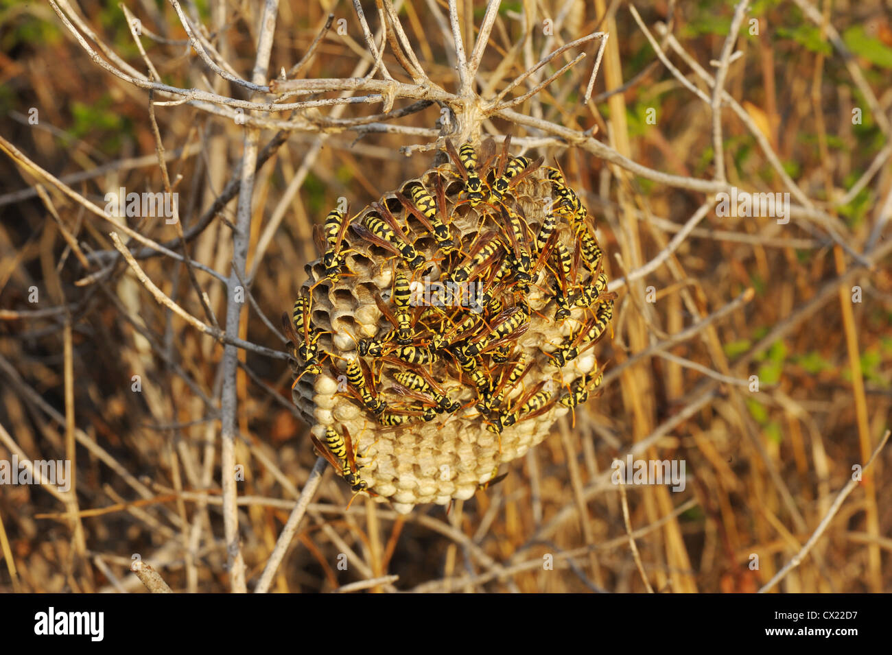 Wasps in the nest among the dry grass in Israel Stock Photo