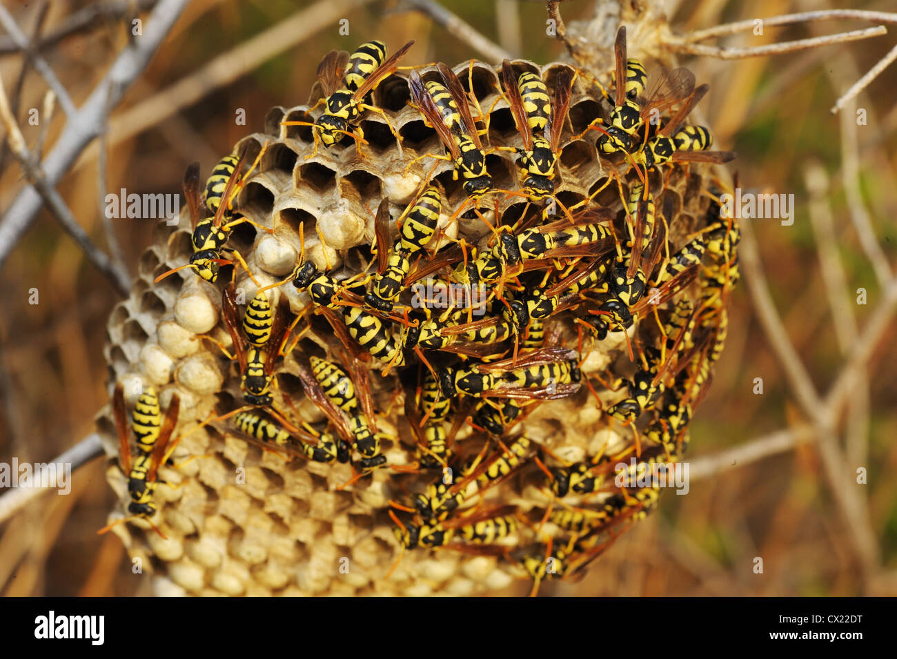 Wasps in the nest among the dry grass in Israel Stock Photo