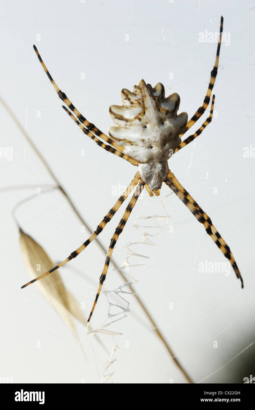 Spider argiope lobata hi-res stock photography and images - Alamy