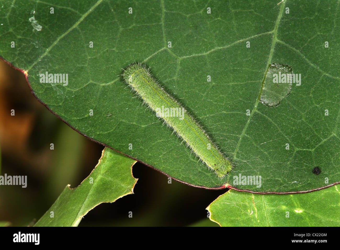 Caterpillar of European White butterfly Stock Photo - Alamy
