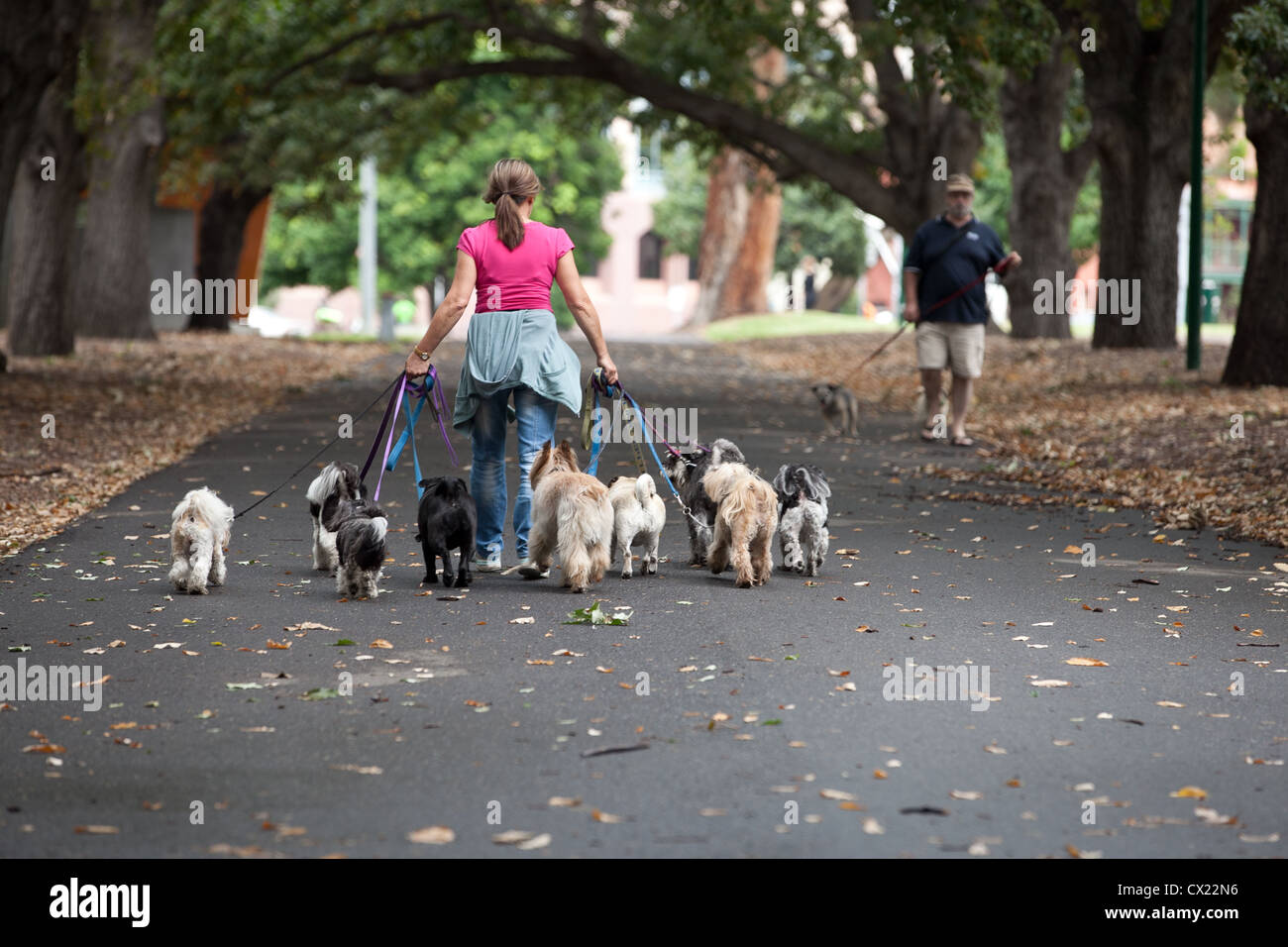 Professional dog walker in a Melbourne park Stock Photo Alamy