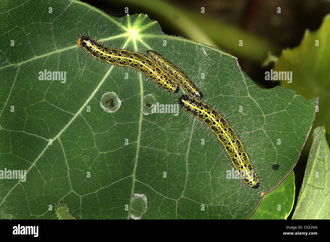 Caterpillars of Large White butterfly on partly eaten leaf. Stock Photo