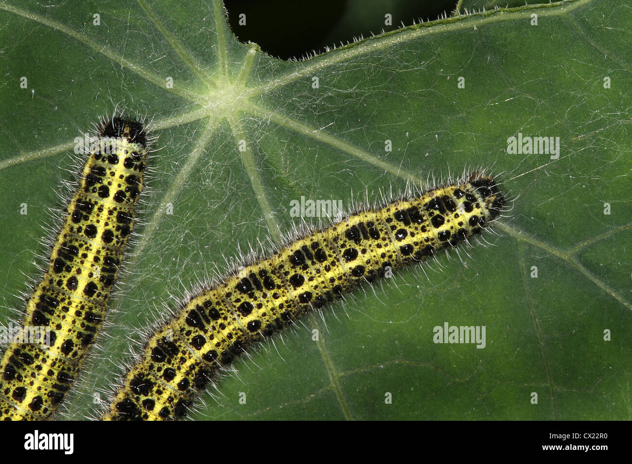 Caterpillars of Large White butterfly on partly eaten leaf. Stock Photo