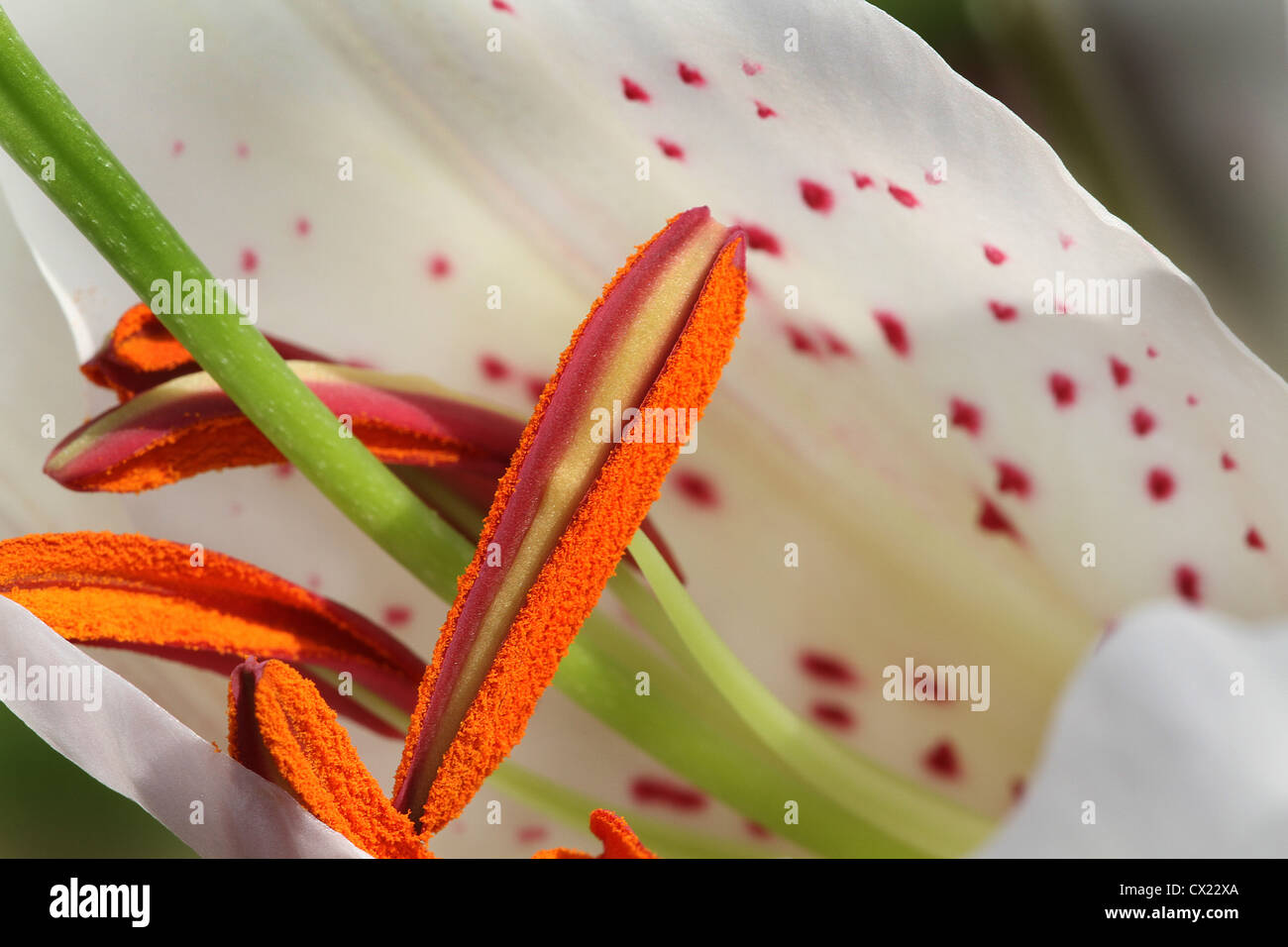 Pollen in Lilly flower. Stock Photo