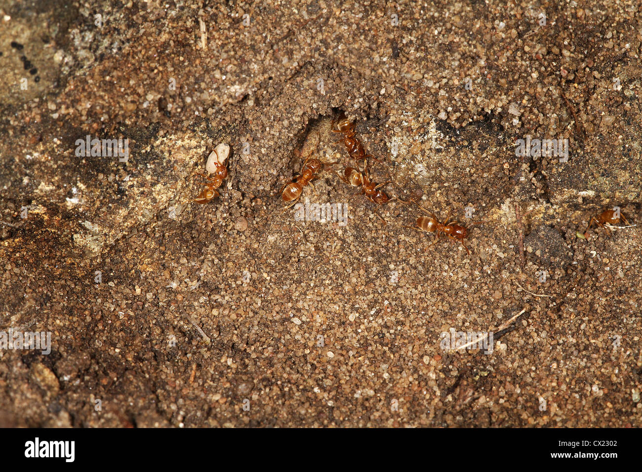Red Ants. Stock Photo