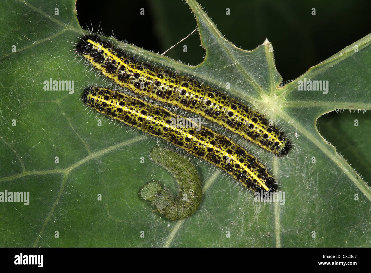 Caterpillars of Large White butterfly on partly eaten leaf. Stock Photo