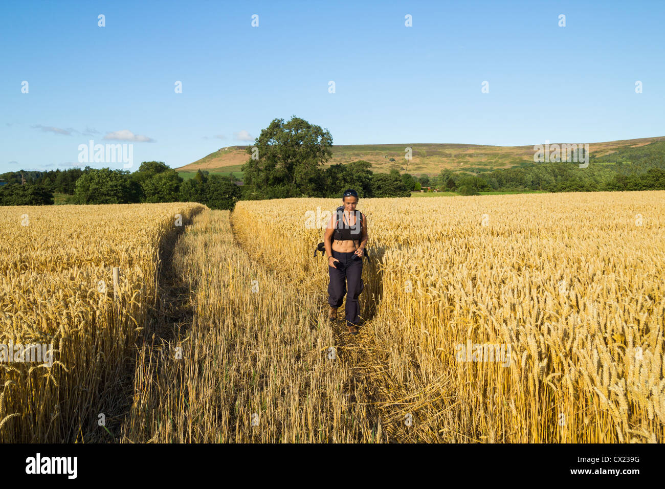 Female hiker on public footpath through wheatfield between Battersby and Kildale, North Yorkshire, England, United Kingdom Stock Photo