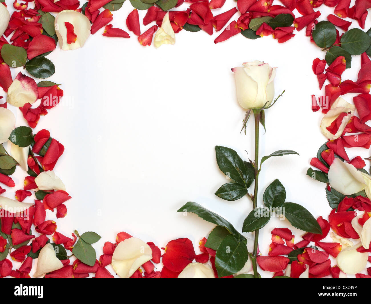 frame shaped bouquet of red and white roses on white background Stock
