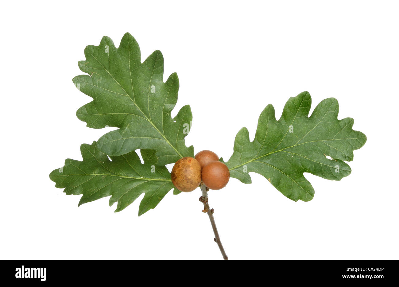 Three oak leaves and oak apples isolated against white Stock Photo