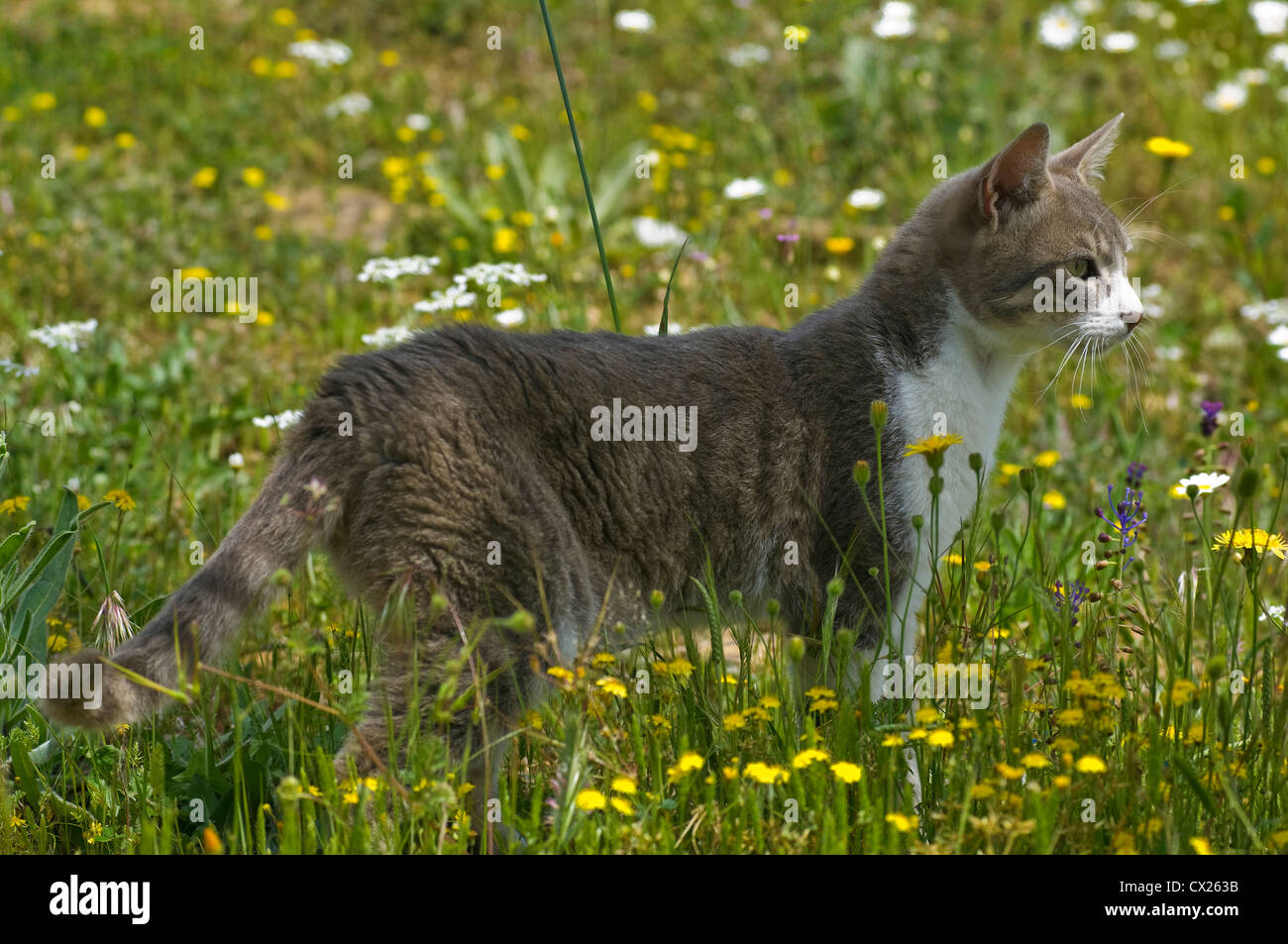 Young cat standing in flowering meadow observing something attentively Stock Photo