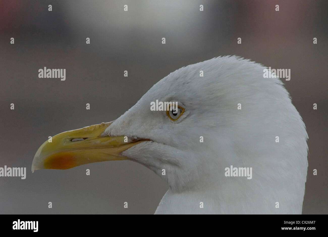 Herring gull, Larus argentatus. Close up of a herring gull's head, showing the red spot on the lower part of its bill Stock Photo