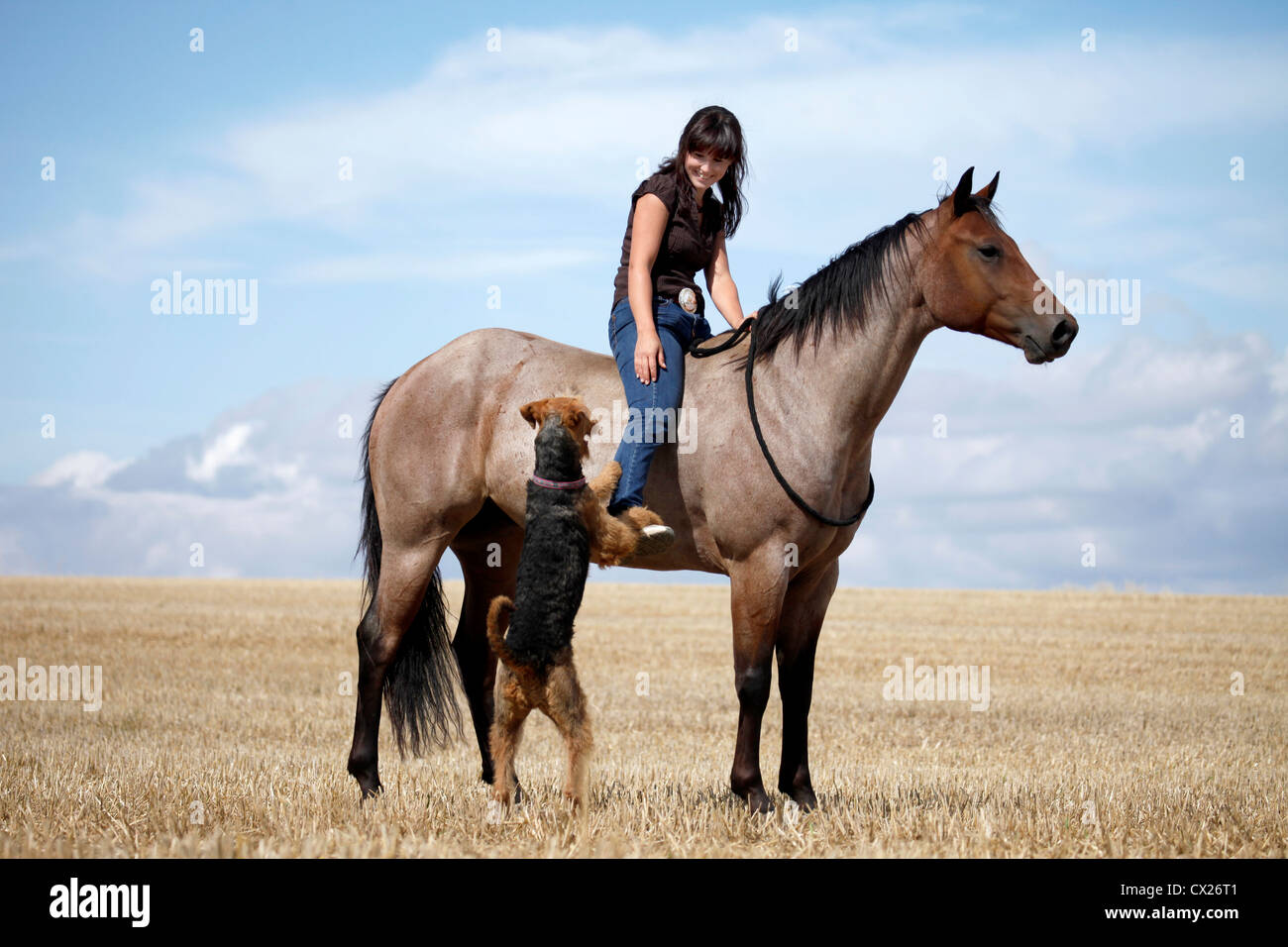 Quarter Horse & Airedale Terrier Stock Photo Alamy