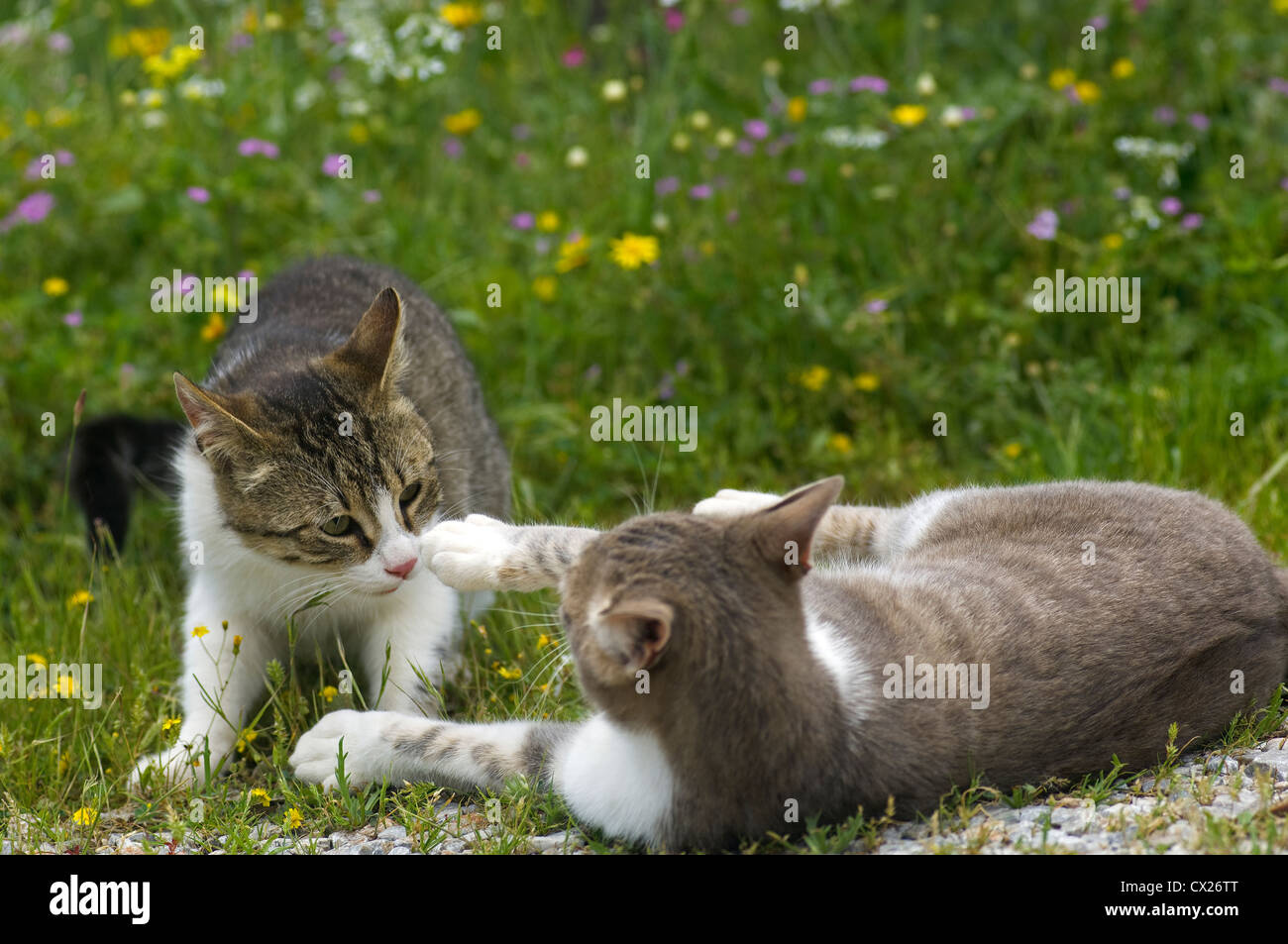 Two young cats scuffling in a flowering meadow Stock Photo