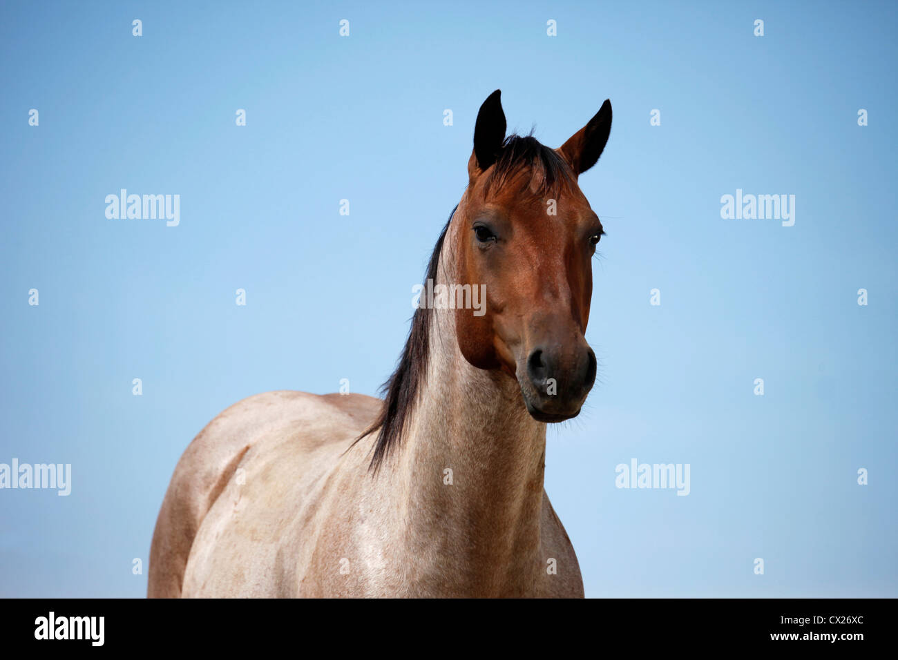 Quarter Horse Portrait Stock Photo